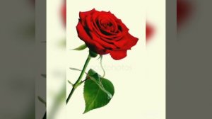 Уйгурская песня "Кизил гул"