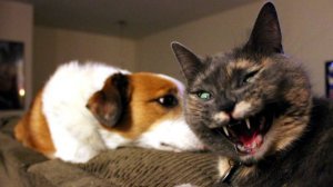 ПРИКОЛЫ С ЖИВОТНЫМИ ДО СЛЕЗ #190 Смешные КОТЫ И СОБАКИ  Приколы