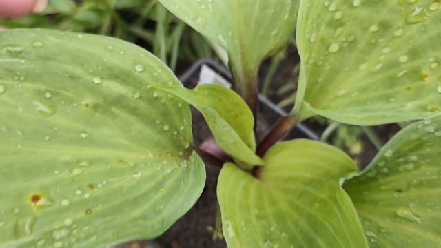 Очень интересный сеянец хосты Flemish Design...плотный толст? смотреть онлайн