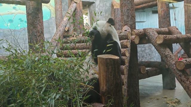 Панда Жуи из Московского зоопарка / Giant panda Zhui from Moscow Zoo смотреть онлайн