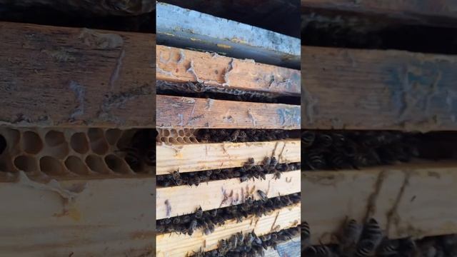 Зимовка пчёл на улице в деревянном улье часть 2.