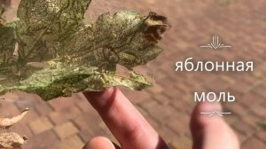 дерево покрылось паутиной с гусеницами, что делать?