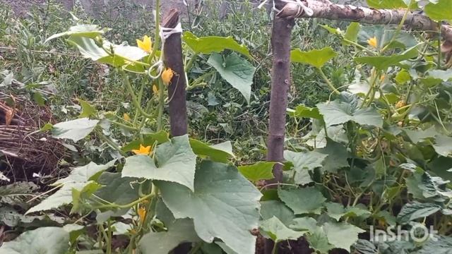 Химикаты жок жер жемиш остуробуз. Биздин огород смотреть онлайн