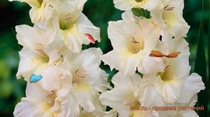 Гладиолус крупноцветковый Айвори Присцилла 🌿 обзор: