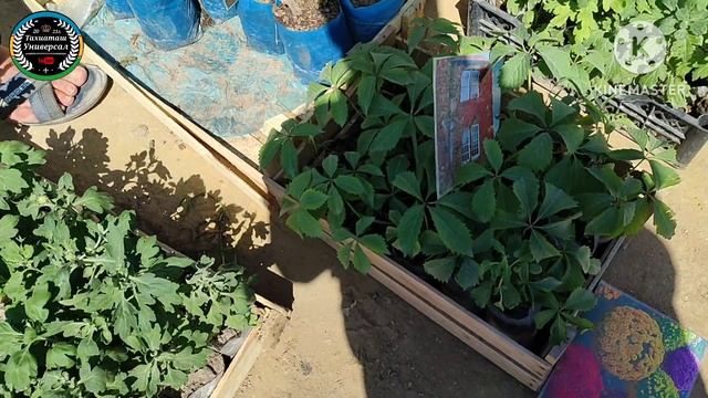 НАЛ БАЗАР- РЫНОК САЖЕНЦЕВ #тахиаташ#каракалпакистан#б? смотреть онлайн