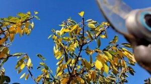 Осенняя обрезка взрослой черешни. "Сказка"."Дрогана же?