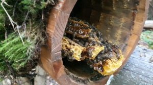 УМНАЯ СОВРЕМЕННАЯ КОЛОДА ДЮКАРЕВЫХ В РАБОТЕ. новое пч?