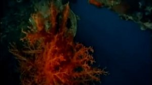 Одиссея Жака Кусто. 1 серия. Мир тишины.