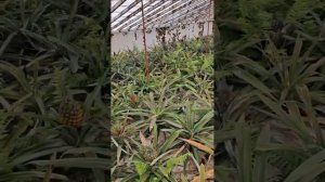 Ананасовые плантации на Азорах Сао Мигуель