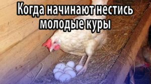Когда начинают нестись молодые куры возраст, влияние разных факторов