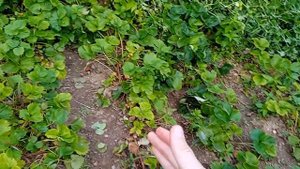 как спасти клубнику от медведки