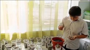 Выращивание туи в домашних условиях