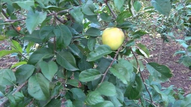 Яблоня СКИФСКОЕ ЗОЛОТО: сочетание высоких вкусовых ка