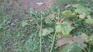 Как правильно посадить виноградную лозу .Нарезаем че?