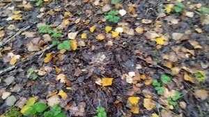 Вот и грузди пошли,лепота😃