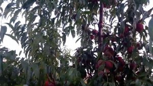 Персик Роял Глори  (Royal Glory)