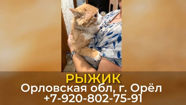 Пропал кот! РЫЖИК. Орловская обл, г. Орёл смотреть онлайн