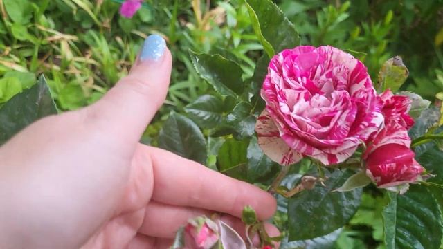 Обзор сада 5 июня 2025г. Цветут розы и колокольчики, лили? смотреть онлайн