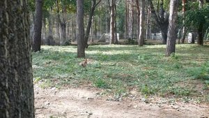 Белка ищет орехи ( squirrel )