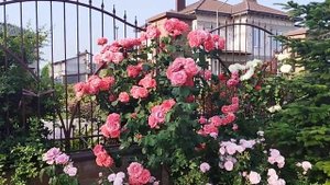 Ди ди бриджуотер  / Dee Dee Bridgewater роза в Одессе