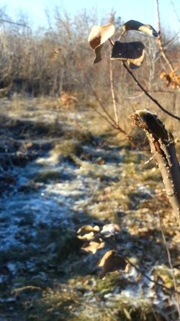 Яблоня - почки по сторонам света - мое открытие. Самарс? смотреть онлайн