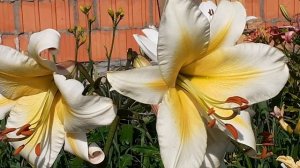 Лилия МИСС ПЕКУЛИАР от-гибрид