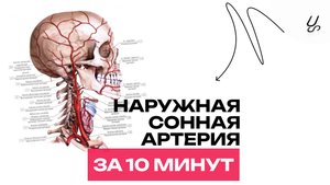 Наружная сонная артерия за 10 минут