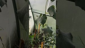 Люффа. Часть 1. Выращивание в теплице.