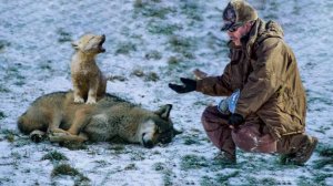 Мужик спас волчонка от капкана, но не ждал, что волчица спасёт его самого.