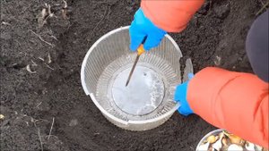 Посадка луковиц тюльпанов осенью
