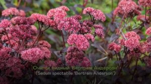 Как применить камни в саду?Вау эффект 🥰