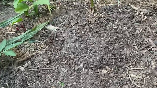 Биоразнообразие - лучшая защита растений от болезней ? смотреть онлайн