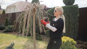 Шелковица на штамбе: секреты идеальной обрезки для пы?