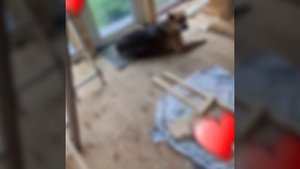 1000034224.mp4 (Собака наблюдает за устройством откосов у оконных проёмов в доме А-фрейм)