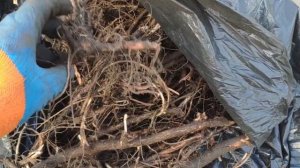 Заготовка корней и саженцев Иван чая весной 2024 г., обзо