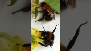 в эфире! ЗООПАРК НАСЕКОМЫХ ОСЕНИ, ПЧЕЛЫ, ШМЕЛИ, ОСЫ, ЖУК