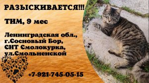 Пропал кот! ТИМ. 9 месяцев. Ленинградская обл,  г. Сосновый бор
