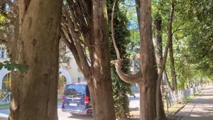 Сочи, Хоста, обзорное