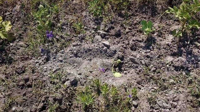 Пермакультурный аптекарский огород по стопам Бублика смотреть онлайн