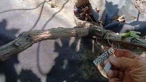 Канцлер, Белая королева