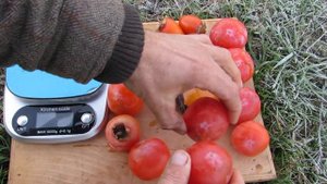 Хурма Никитская Бордовая в Харьковской области.