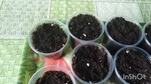 Взошли семена острого перца. Посадка в кипяток.