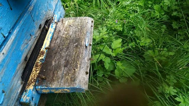 пчёлы избавляются от трутней смотреть онлайн