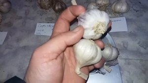 Сорта чеснока с повышенной лежкостью. Потери в весе до