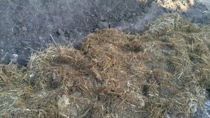 Теплая грядка для огурцов