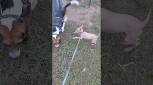 Жужа подружилась с биглем