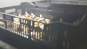 Процесс укоренения почти завершен (гиацинт, крокус, на