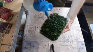 Как поливать различные виды микрозелени