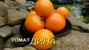 Томат ДИНА. Обзор сортов ТОМАТОВ!