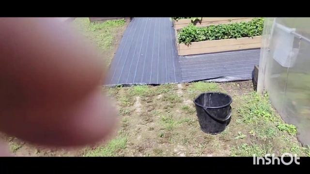 ДАЧНЫЙ ВЛОГ#5. СОБИРАЕМ УРОЖАЙ..НОВАЯ ТЕПЛИЦА смотреть онлайн